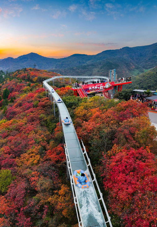 山東限定秋景上線，賞葉經濟迎來升溫